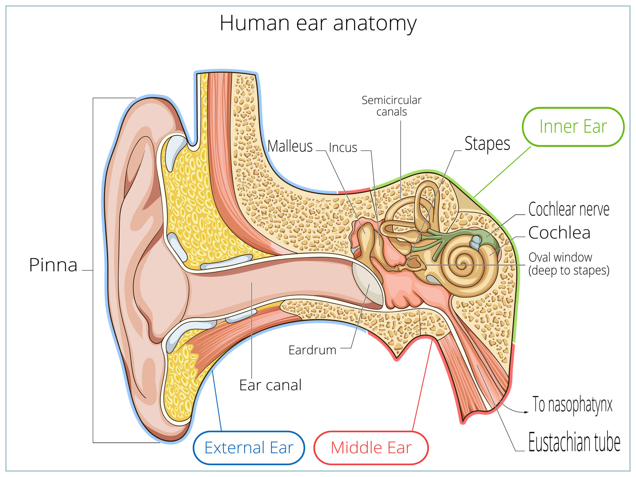 auditory canal function