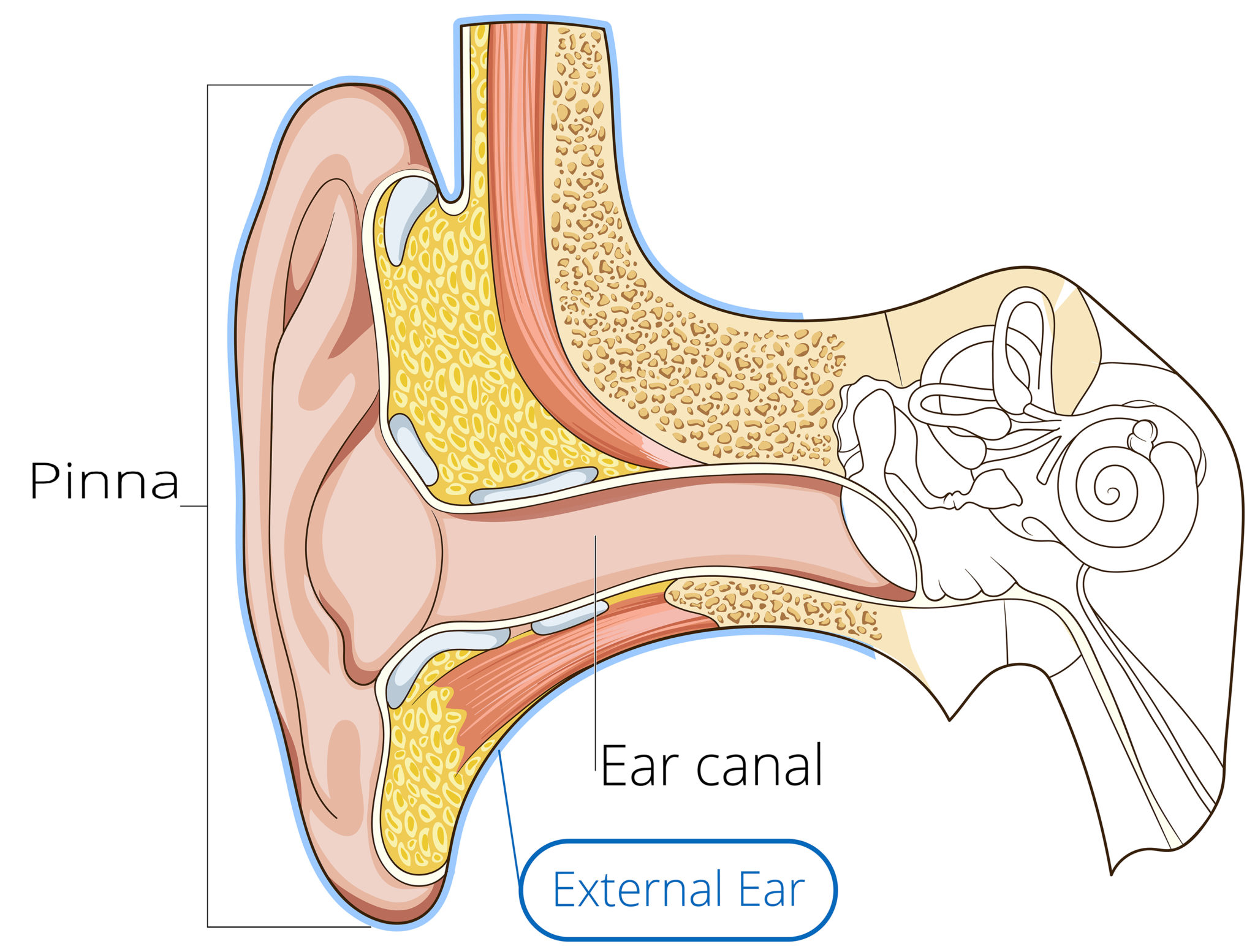 Ear Anatomy | Causes of Hearing Loss | Hearing Aids | Audiology