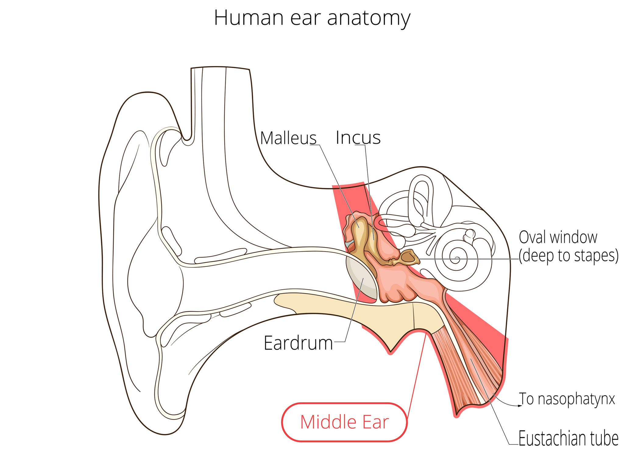 Ear Anatomy Causes Of Hearing Loss Hearing Aids Audiology